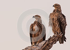 Falcons perched on a branch photo