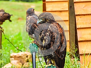 Falcons perched near its wooden house. Falconry