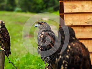 Falcons perched near its wooden house. Falconry