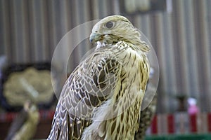 Falcons used in the ancient art or sport for the elite of Arabic countries