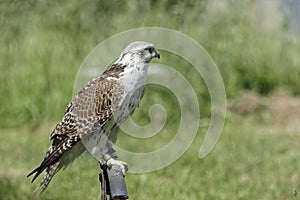 Falke Kasandra in Falkenhof Harz.