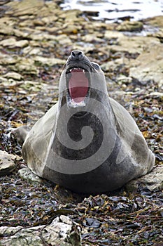 Falkland Islands - Elephant Seal