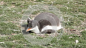 Falkland Islands, Gentoo Penguin chick