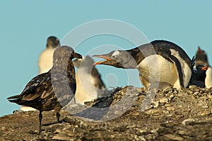 Falkland Skua attacking Gentoo penguin and a chick