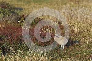 Falkland Skua chick - Falkland Islands