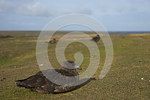 Falkland Skua - Falkland Islands