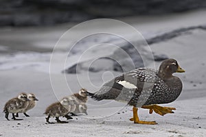 Falkland Steamer Duck and brood in the Falkland Island