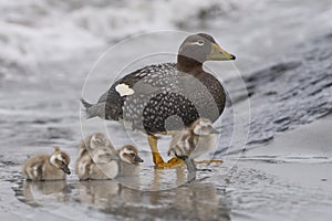 Falkland Steamer duck and brood in the Falkland Islands