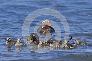 Falkland Steamer Duck and brood in the Falkland Islands