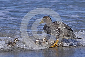 Falkland Steamer Duck and brood in the Falkland Islands