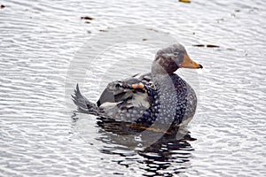 Falkland steamer duck in the harbor