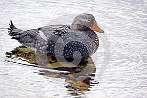 Falkland steamer duck in the harbor