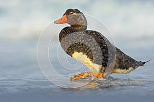 Falkland Steamer Duck, Tachyeres brachypterus, bird in the water with waves. Bird in the nature sea habitat. Bird walking in the