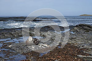 Falkland Steamer Duck [Tachyeres brachypterus] in the Falkland Islands