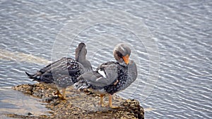 Falkland steamer ducks on a rock