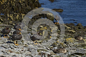 Falkland Steamer Ducks [Tachyeres brachypterus] in the Falkland Islands.