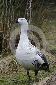 Falkland Upland Goose