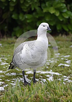 Falkland Upland Goose