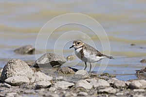 Falklandplevier, Two-banded Plover, Charadrius falklandicus