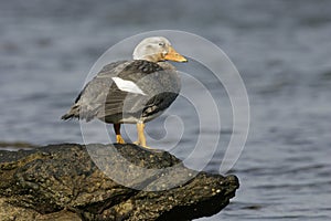 Falklands flightless streamer duck, Tachyeres brachypterus