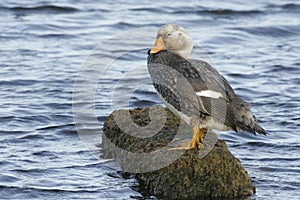 Falklands flightless streamer duck, Tachyeres brachypterus