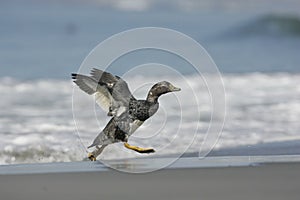 Falklands flightless streamer duck, Tachyeres brachypterus