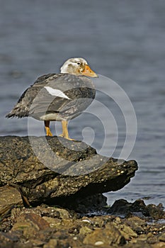 Falklands flightless streamer duck, Tachyeres brachypterus