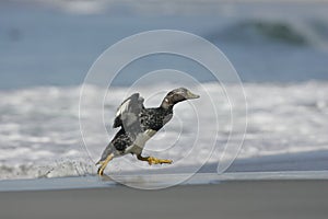 Falklands flightless streamer duck, Tachyeres brachypterus