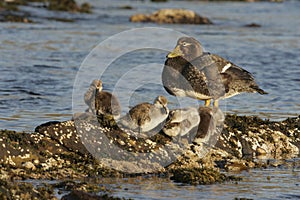 Falklands flightless streamer duck, Tachyeres brachypterus