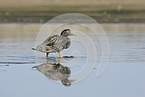 Falklands flightless streamer duck, Tachyeres brachypterus