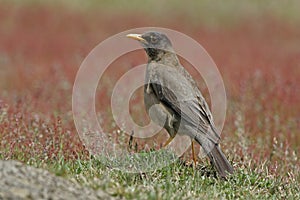 Falklands thrush, Turdus falcklandii falcklandii