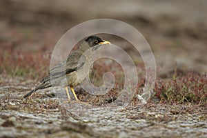 Falklands thrush, Turdus falcklandii falcklandii