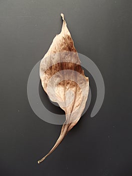 Fall the Acacia leave anter green