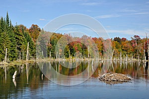 Fall at an Adirondack Beaver Pond