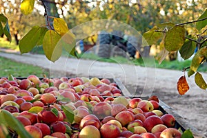 Fall Apple Harvest and Orchard