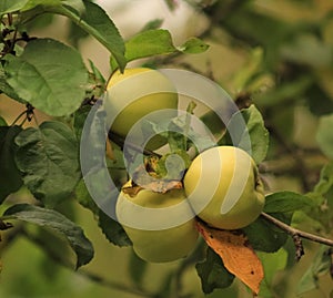 In the fall, apples ripened on a branch in the garden