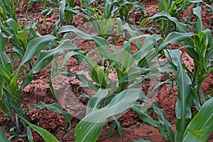 Fall army worm damage on corn