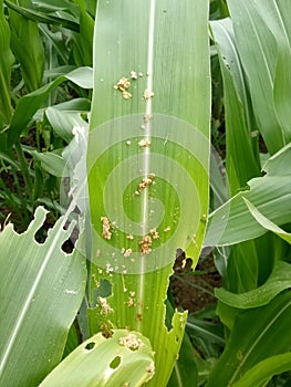 Fall armyworm attack in maize crop in Assam photo