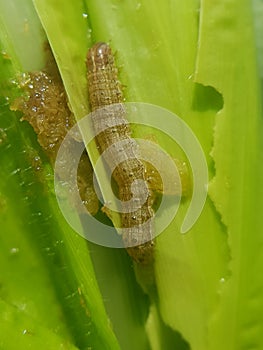 Fall armyworm on corn in Viet Nam.