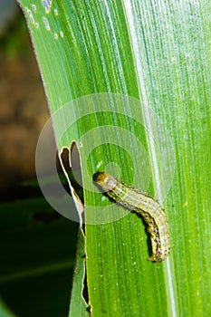 Fall armyworm Spodoptera frugiperda on corn leaf. Corn leaves damage by worms