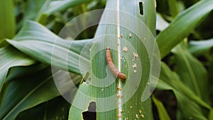 Fall armyworm (Spodoptera frugiperda) on corn leaves