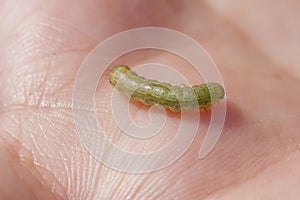 Fall armyworm Spodoptera frugiperda (Smith 1797) on the corn leaf