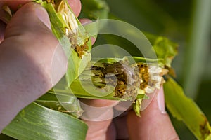 Fall armyworm Spodoptera frugiperda & x28;Smith 1797& x29; on the corn leaf