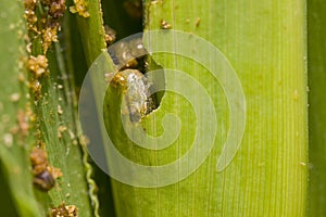 Fall armyworm Spodoptera frugiperda (Smith 1797) on the corn leaf