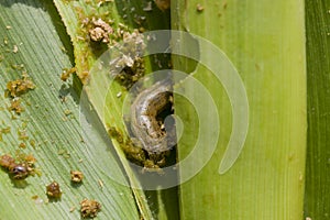 Fall armyworm Spodoptera frugiperda (Smith 1797) on the corn leaf