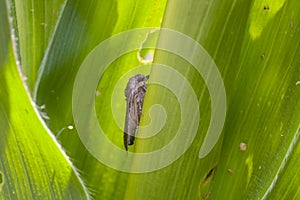 Fall armyworm Spodoptera frugiperda (Smith 1797) on the corn leaf