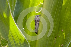 Fall armyworm Spodoptera frugiperda (Smith 1797) on the corn leaf