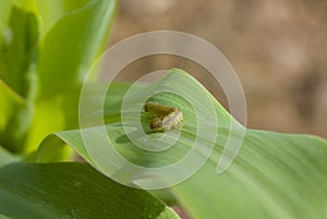 Fall armyworm Spodoptera frugiperda (Smith 1797) on the corn leaf