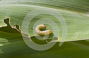 Fall armyworm Spodoptera frugiperda (Smith 1797) on the damaged corn leaf