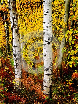 Fall Aspen Birch Leaves